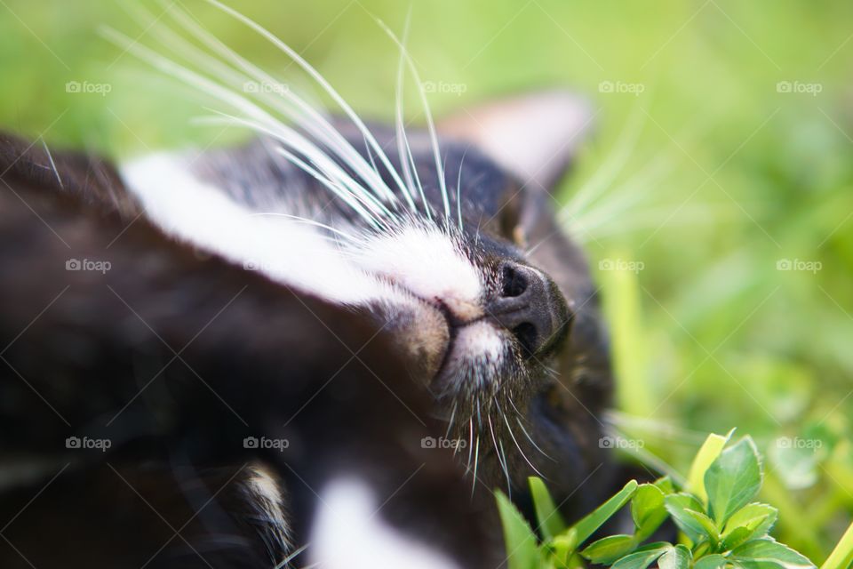 Nature, Cat, Animal, Cute, Portrait