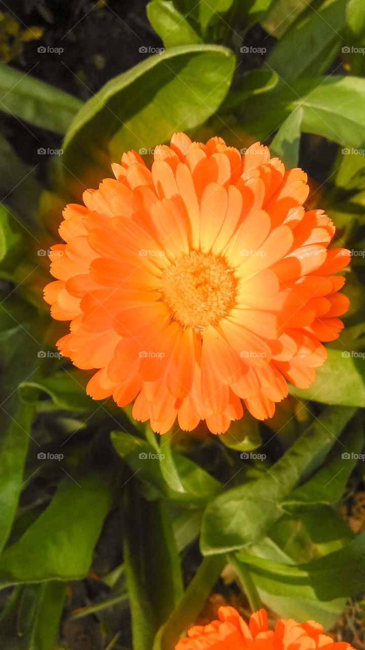 yellow flowers and good looking orange