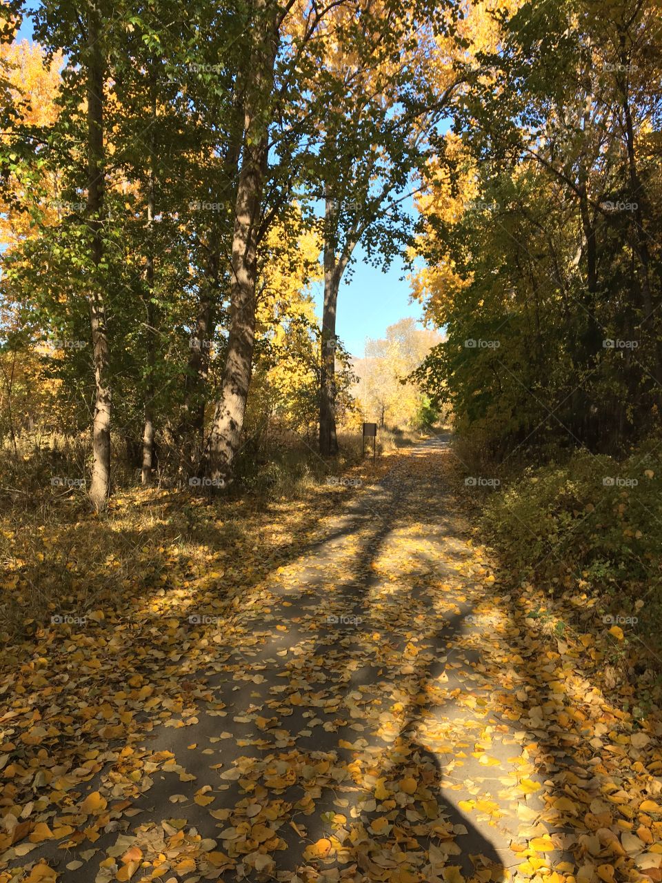 Fall trail 