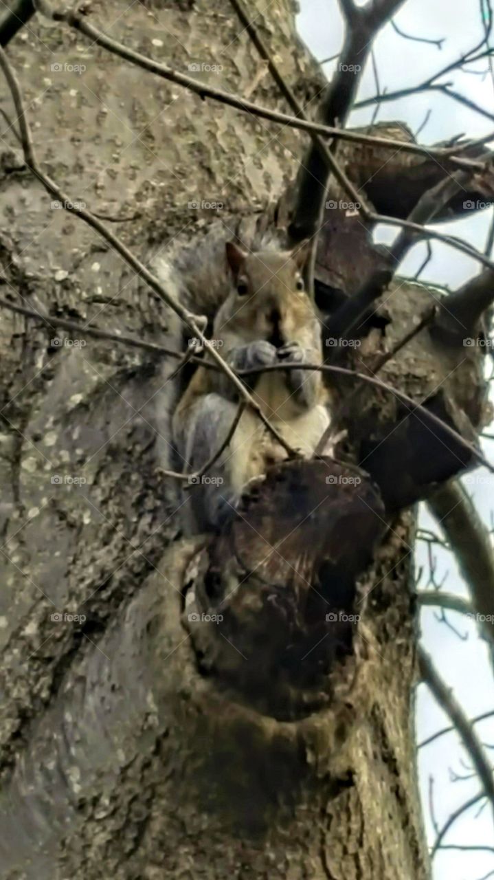 Squirrel staring me down while he eats his nut.