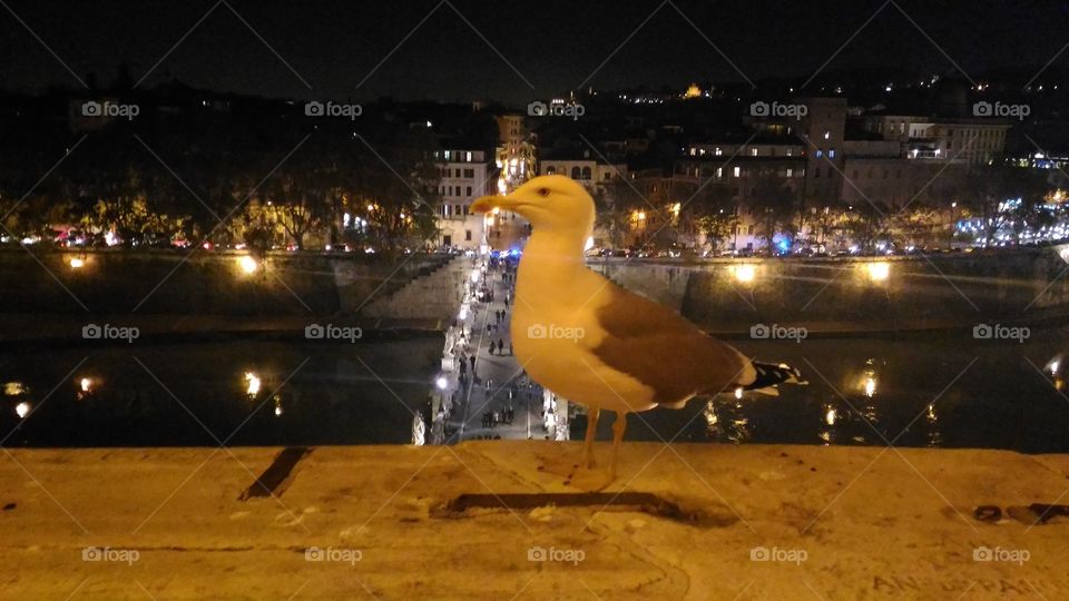 Rome.gull.