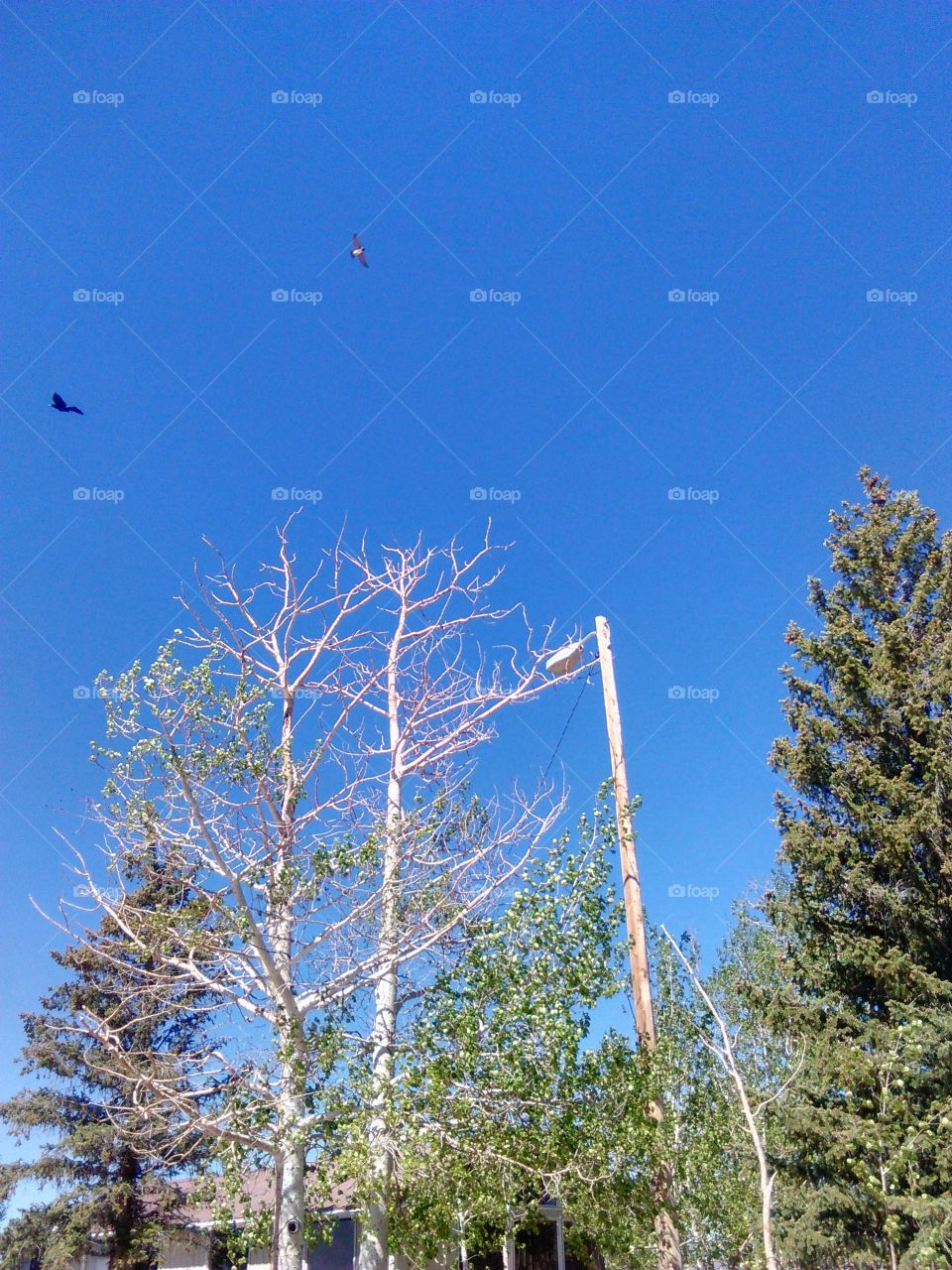 Birds flying in the sky Aspen tree plus others.