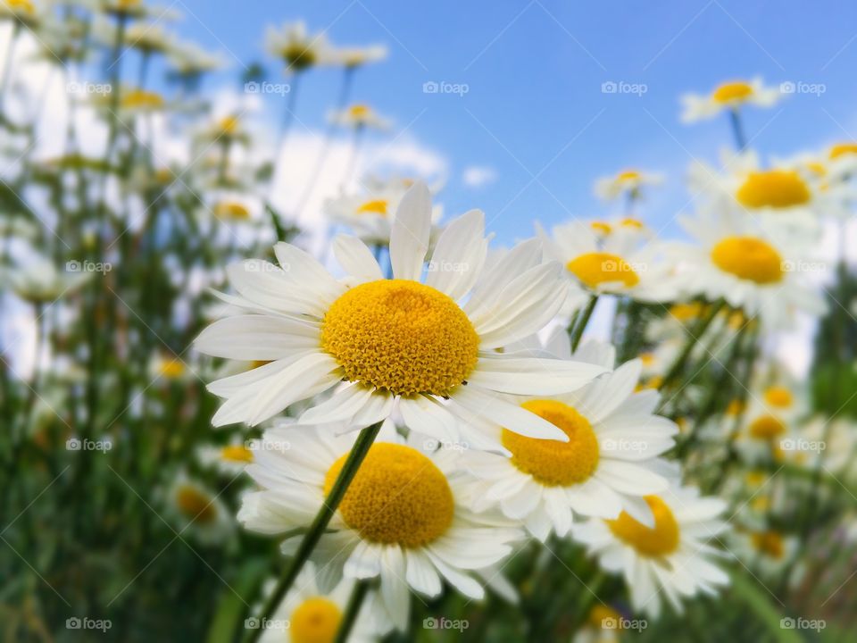 Close-up of white flower