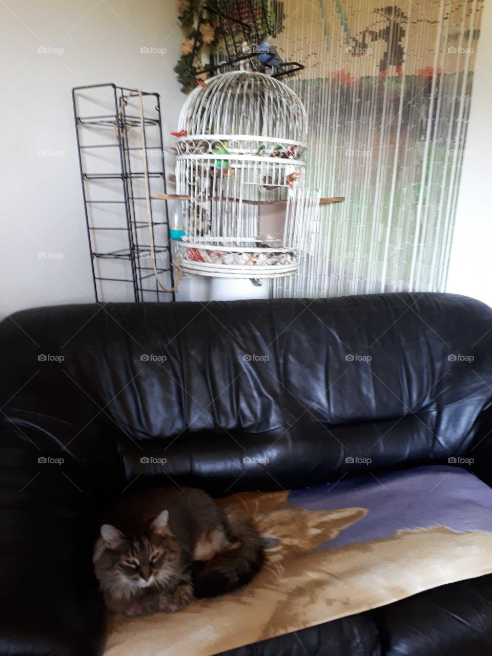 Perluze my cat and perruches