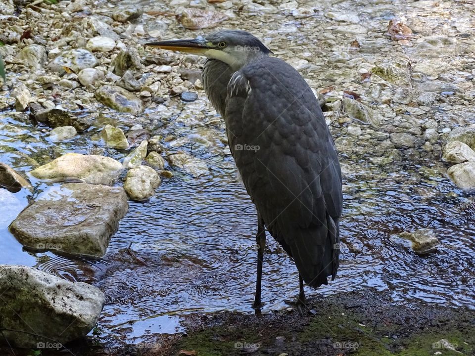 Stork standing in water