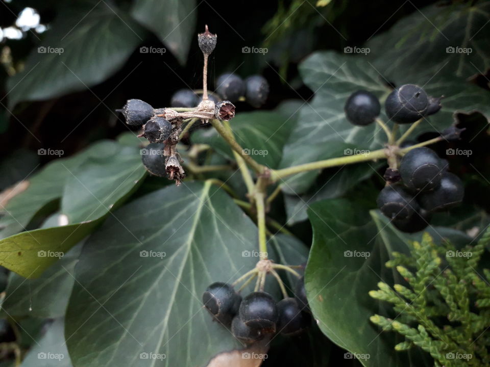 There are beautiful, green leafs with dark purple berries. How do you like this picture? :D