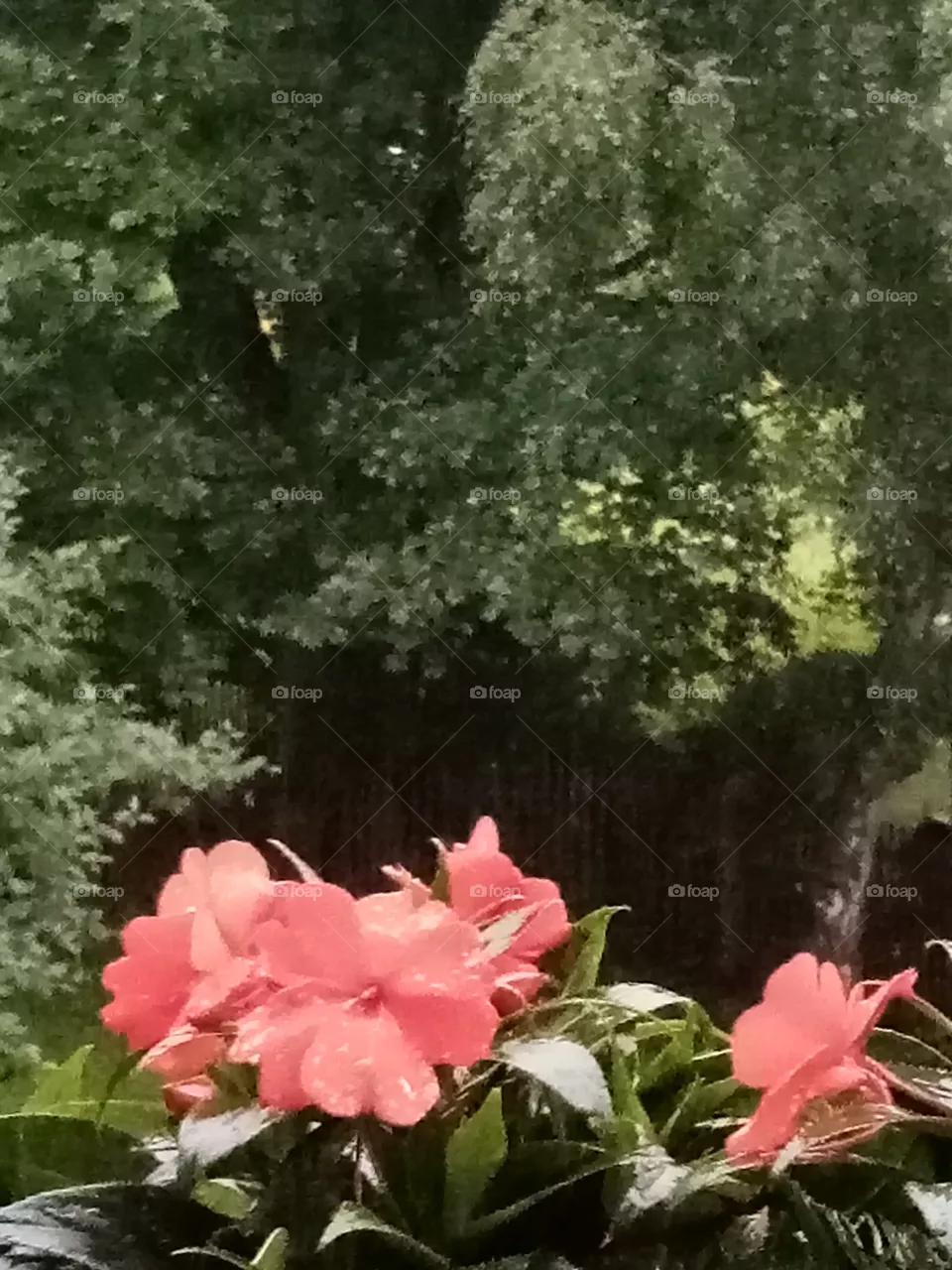 Regen