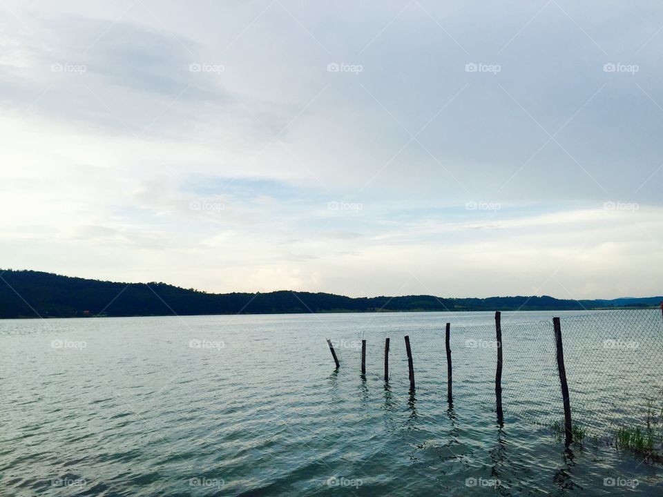 Bunch of high wooden sticks in the water