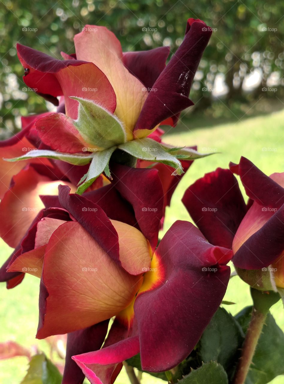 bouquet rose colors
