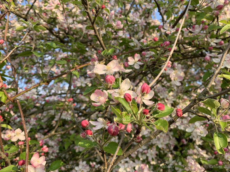 exceptional spring flowering of a malus