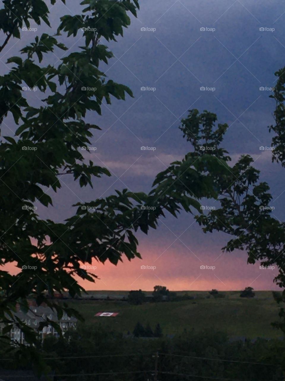 Looks like these green tree branches are holding hands in this beautiful purple, pink, and yellow sunset, on this cloudy evening