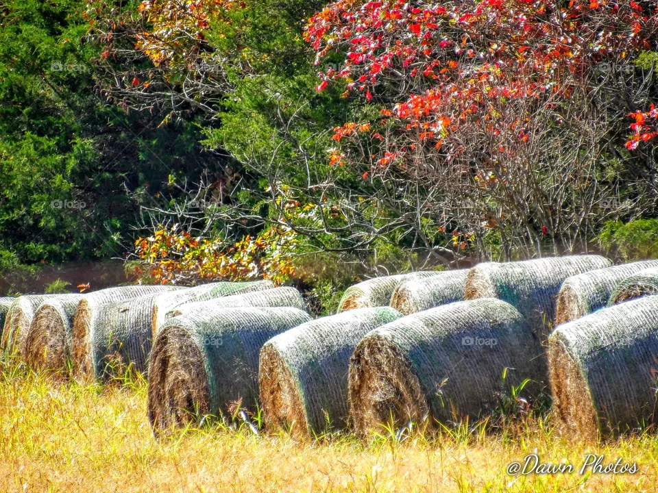 Hay