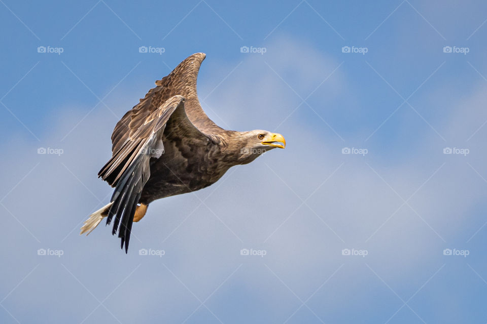 On a sunny day i took this photo of a beautiful eagle flying high. The colors of the eagle looks so good on the blue sky.