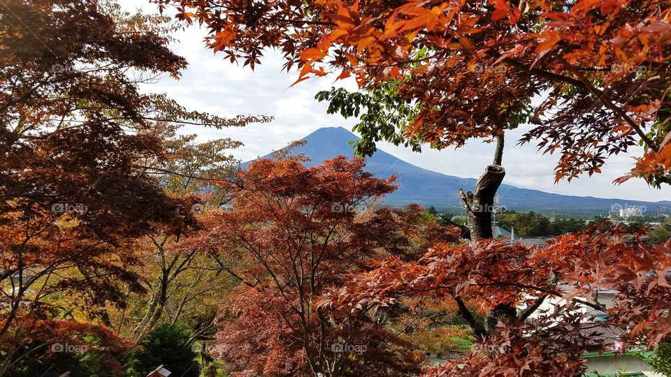 Mount Fuji fall foliage