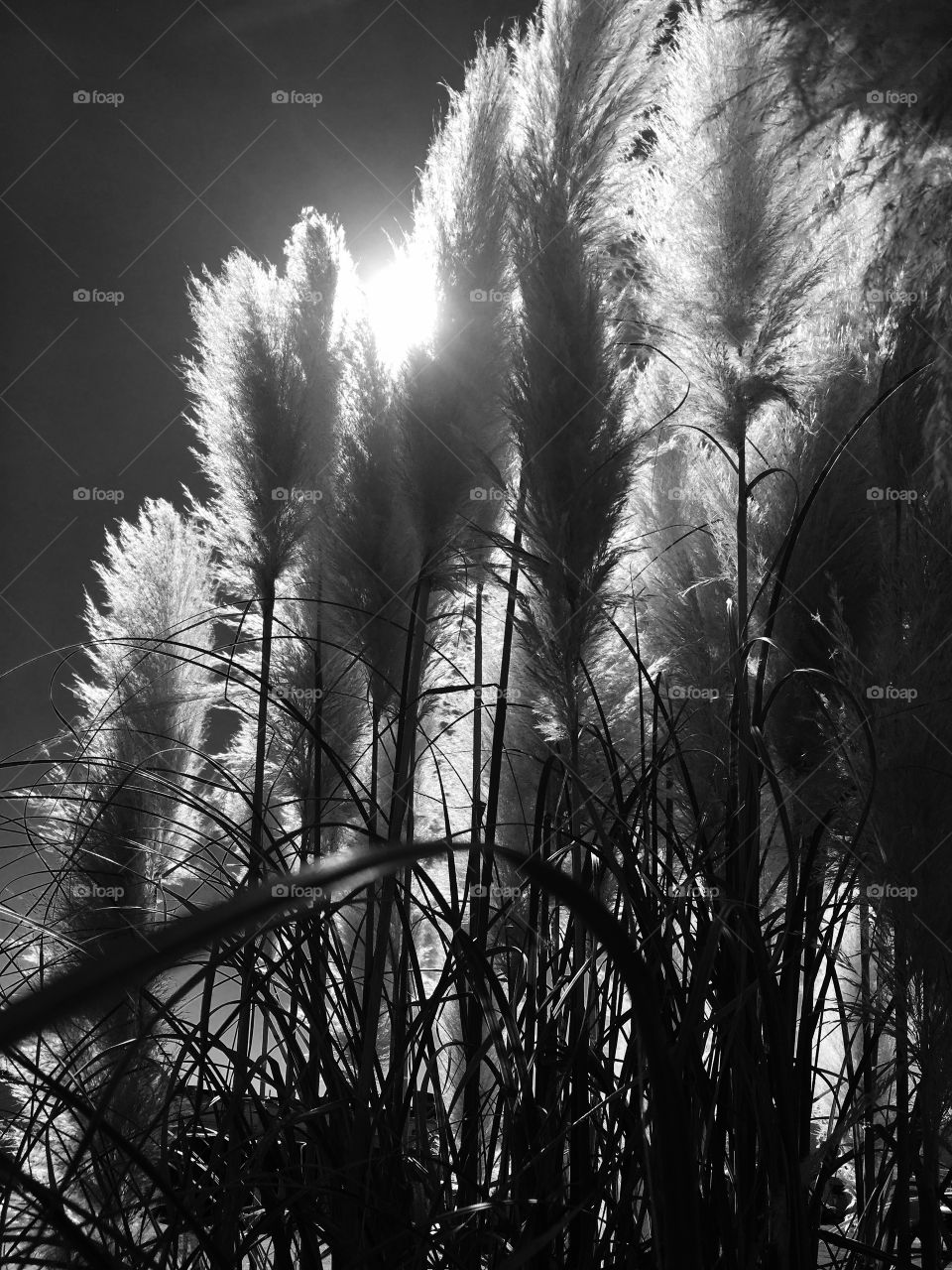 White Pampas Grass