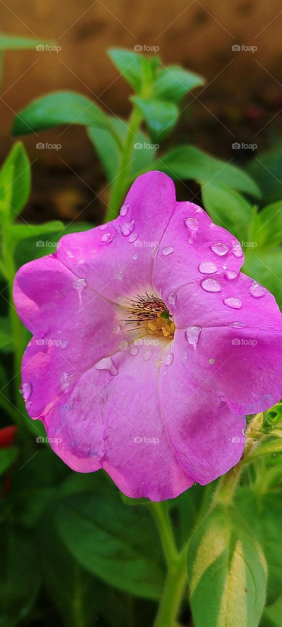 Droplets make beautiful purple petunia more attractive.Adorable to watch this preety purple flower