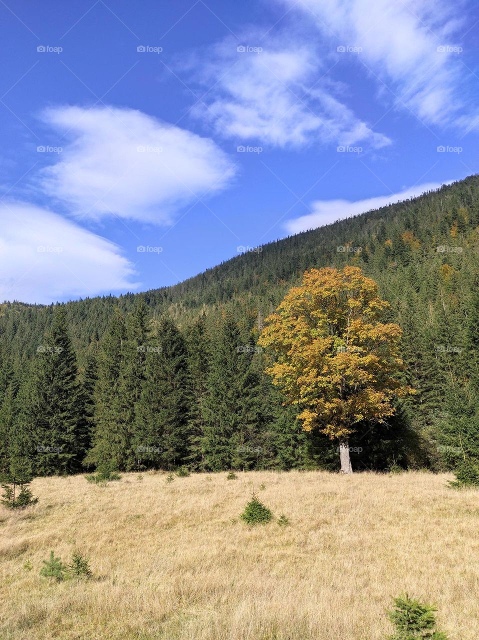 Tree with yellow leaves