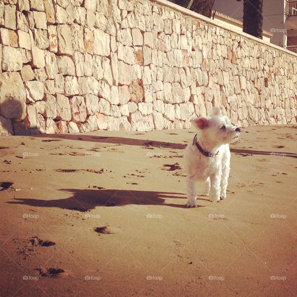 Beach dog day