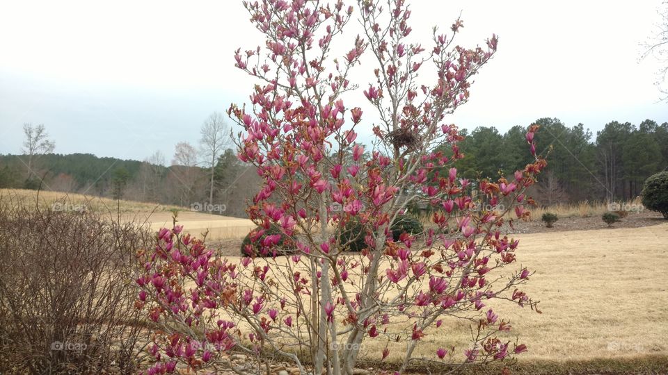 Tree, Flower, Season, Landscape, Flora