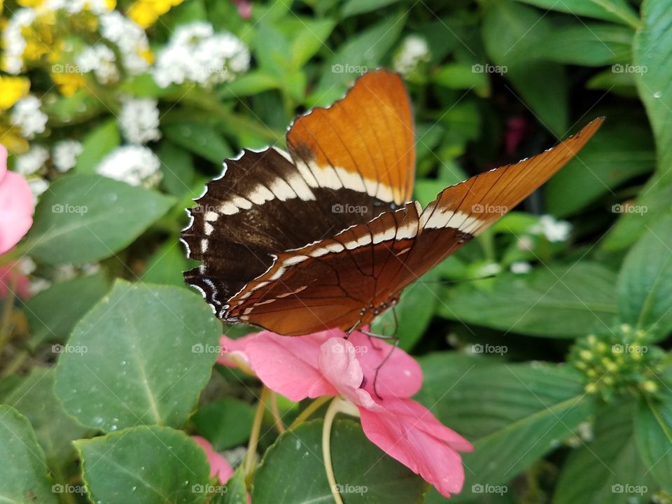 butterfly jungle