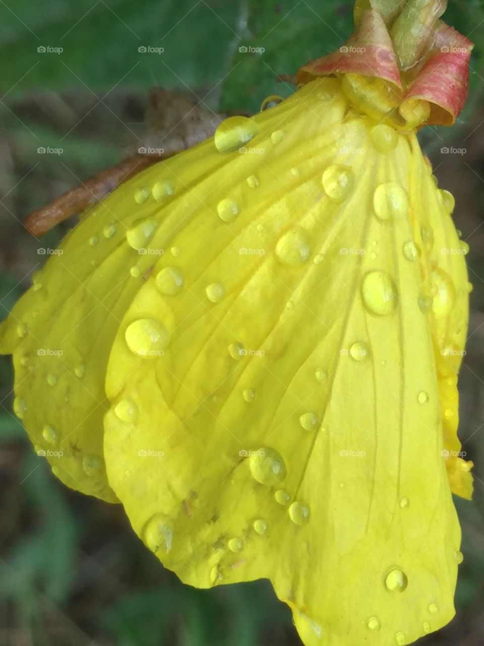 Raindrops on Flower 4