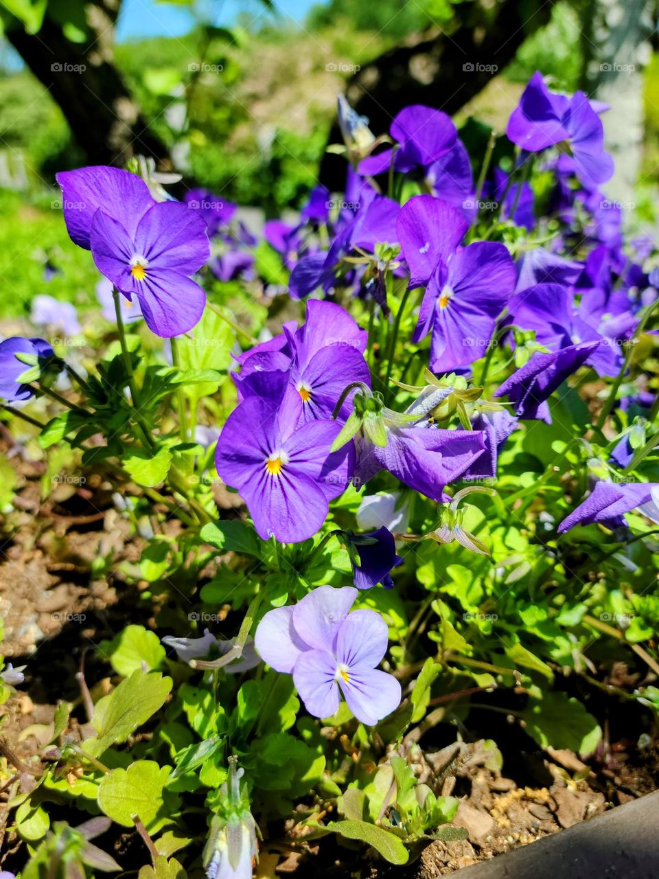 Purple hues during the March for springtime.