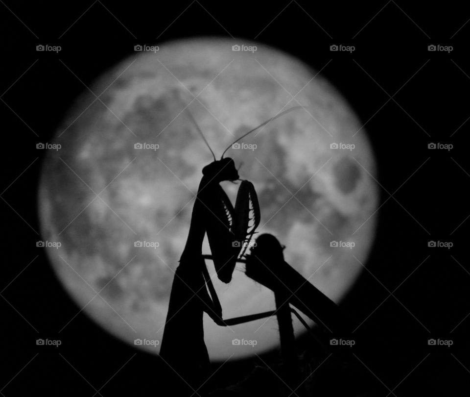 Mantis silhouette on full Moonshine background