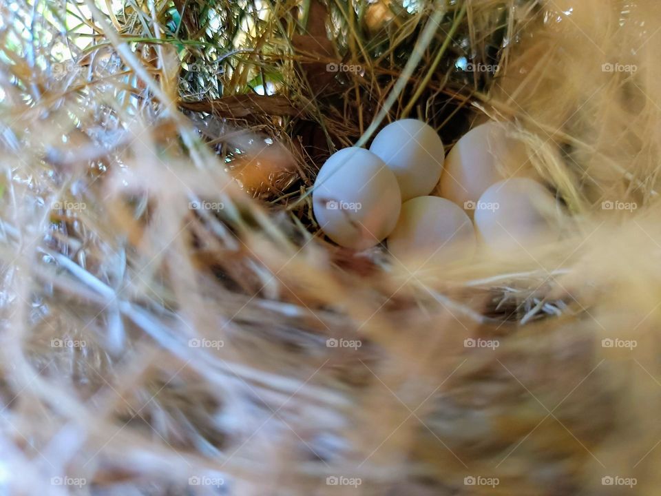 Close view of five bird eggs in the bird nest.Birds lays eggs in the nest when the weather is warm.