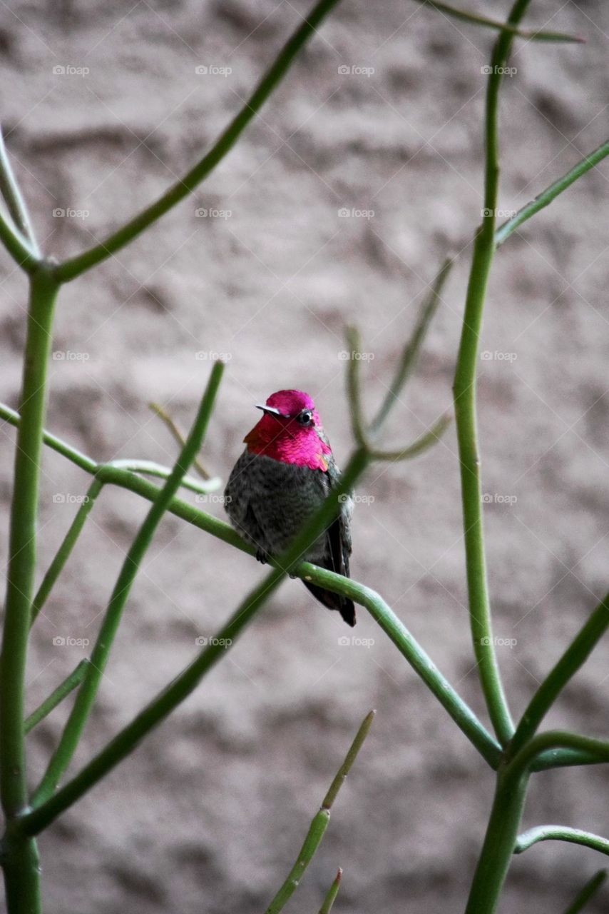 Ana’s hummingbird perched on a plant