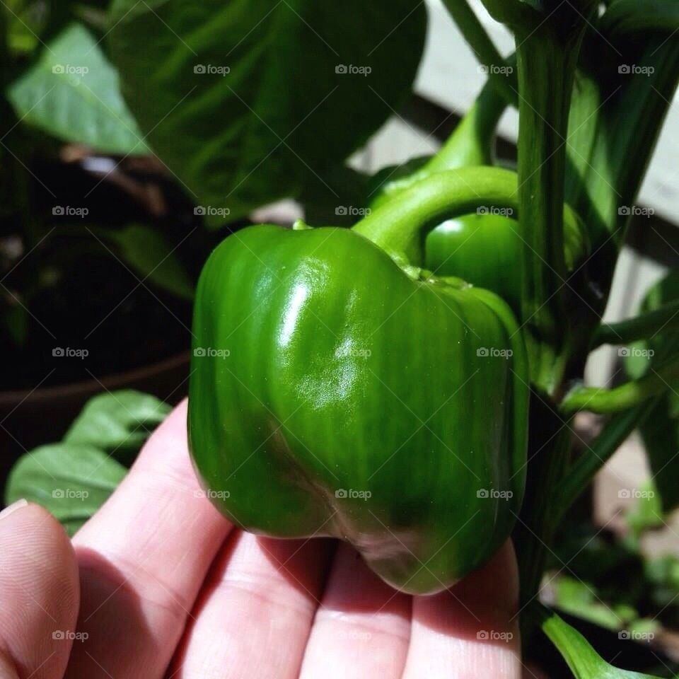 A pepper in the hand