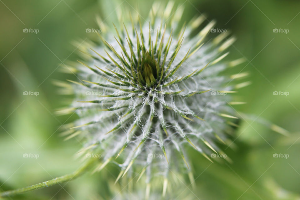green plants web gardens by sicksaint77