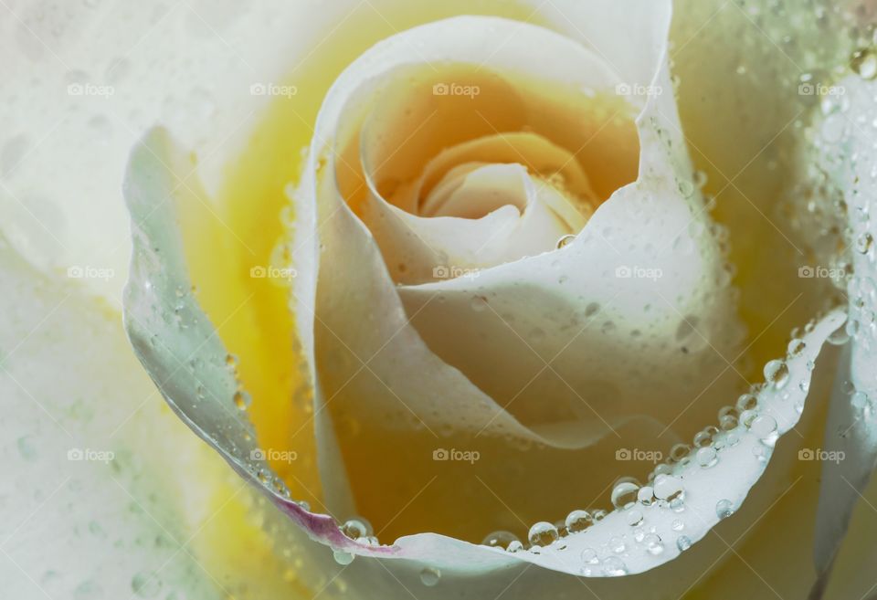 Close-up shot of white rose