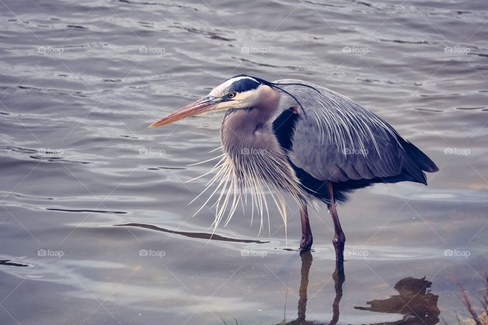 Close-up of grey heron standing in water