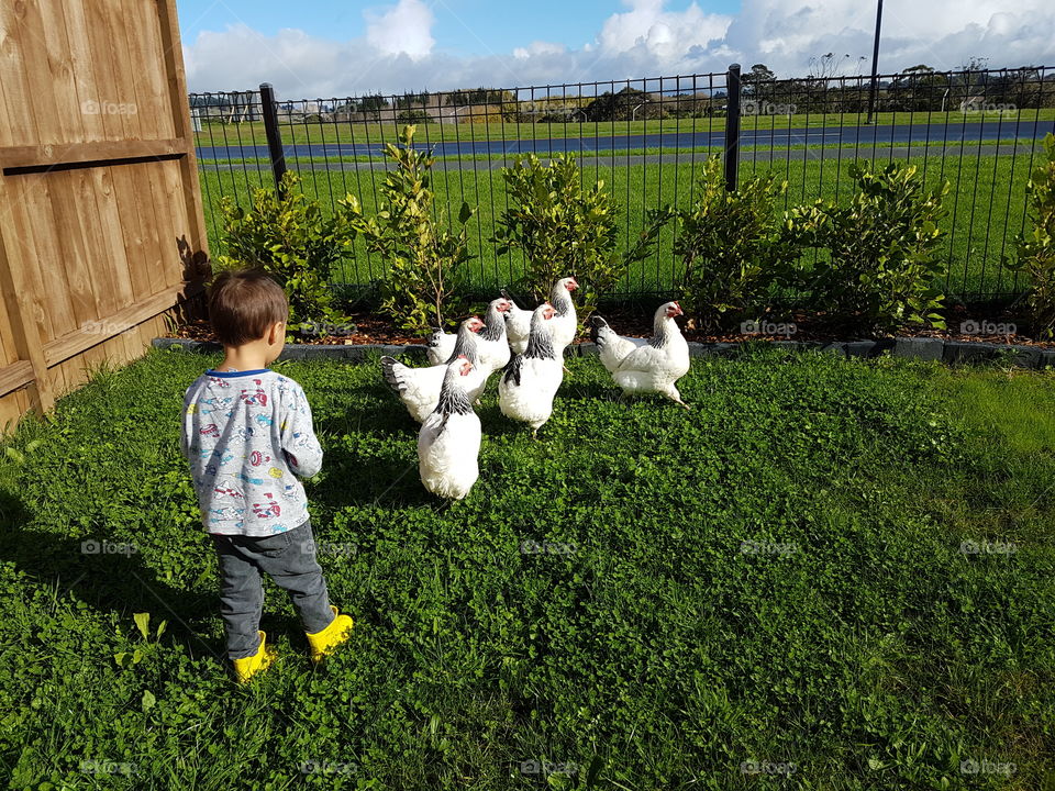 boy with backyard chickens