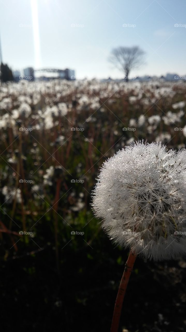 dandelions in a field 3