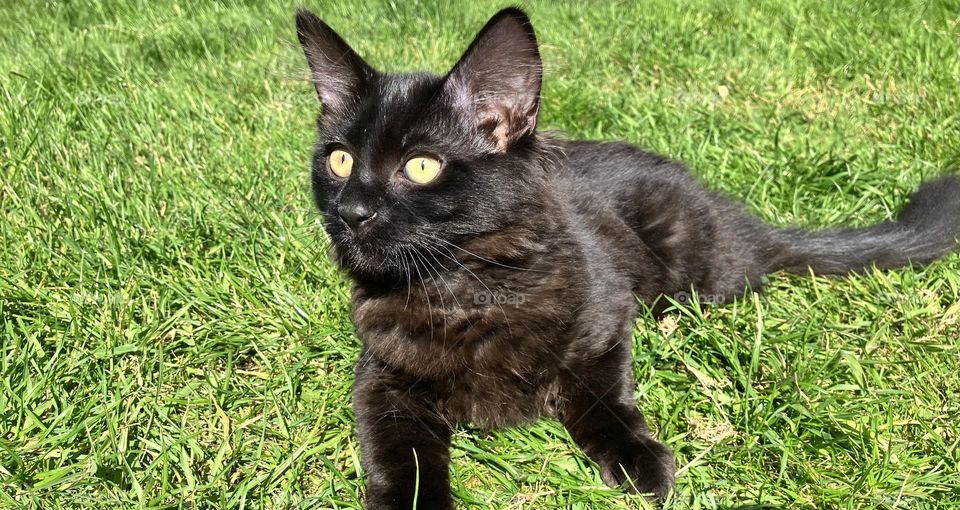 A beautiful black cat relaxing in the sunshine. Gorgeous contrast with a green grass background, shiny black coat and gorgeous piercing eyes.