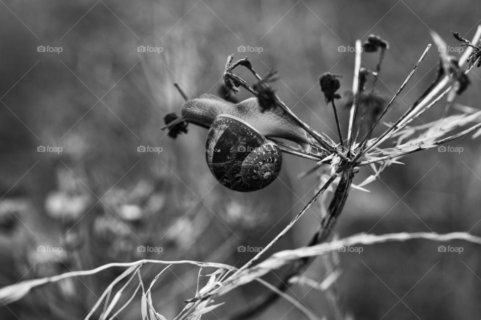 Snail close up black and white