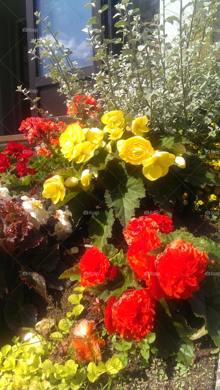flowers and the sky