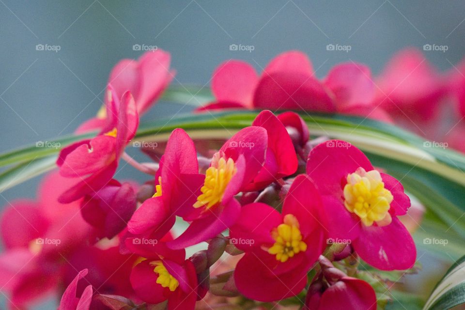 Begonias - lovely spring flowers