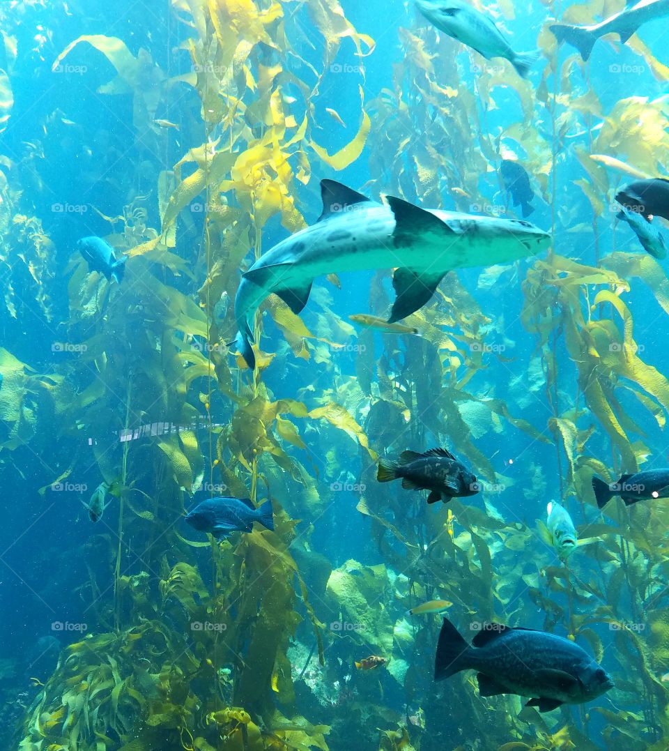 Tiger Shark Swimming at Aquarium in Large Tank with Seaweed and Fish