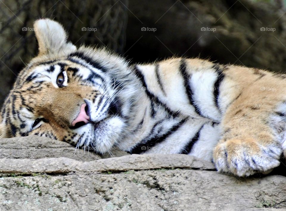 Bengal Tiger resting 