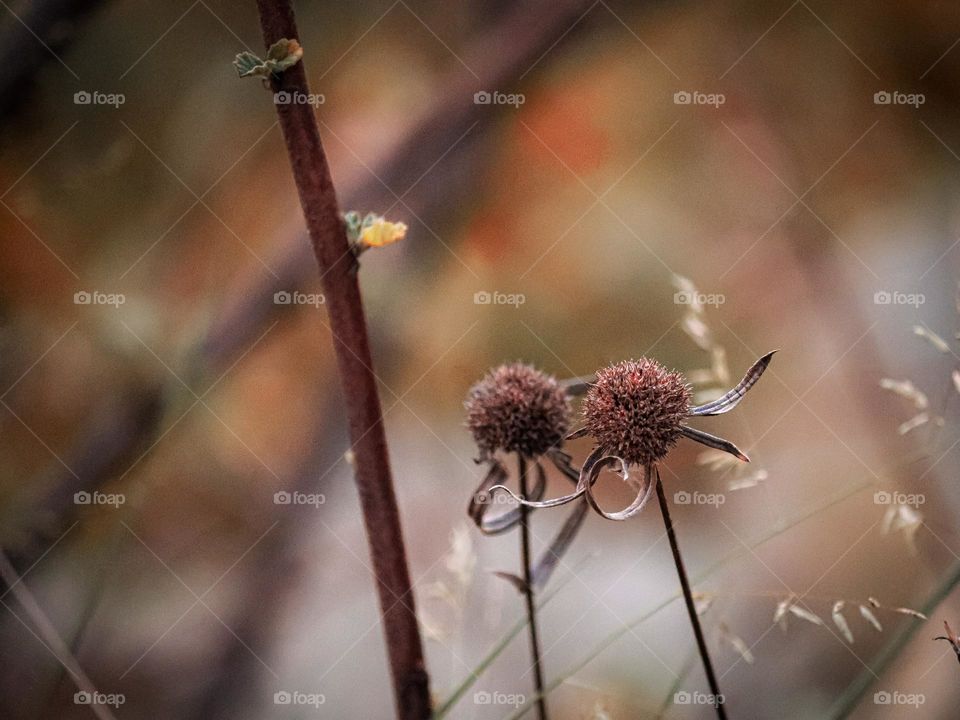 Dried up leaves and flower buds on a cold autumn 