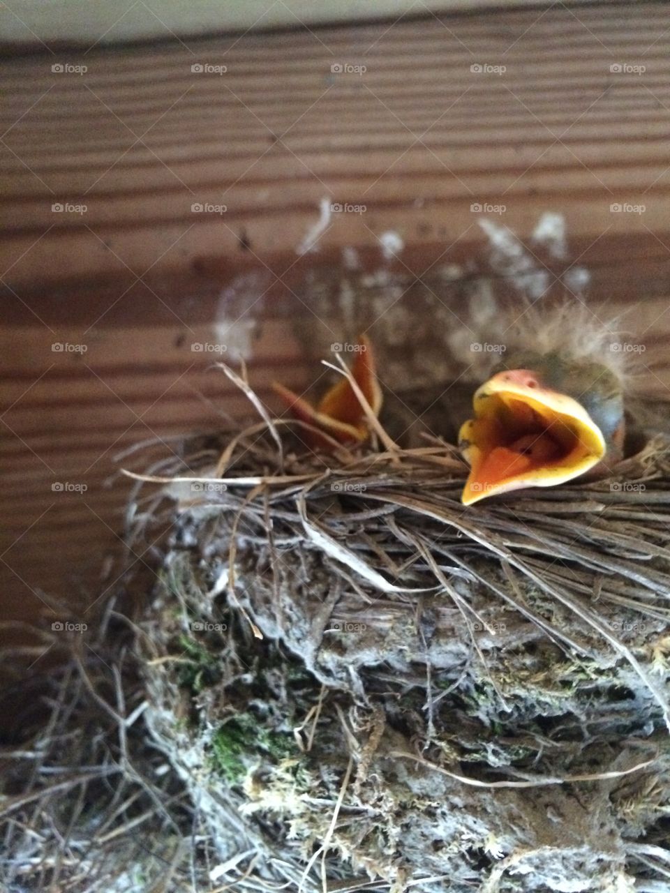 Baby robins