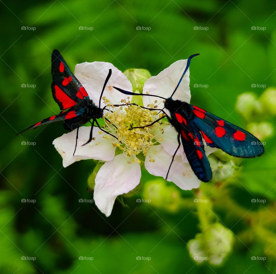 Butterflies in red and black