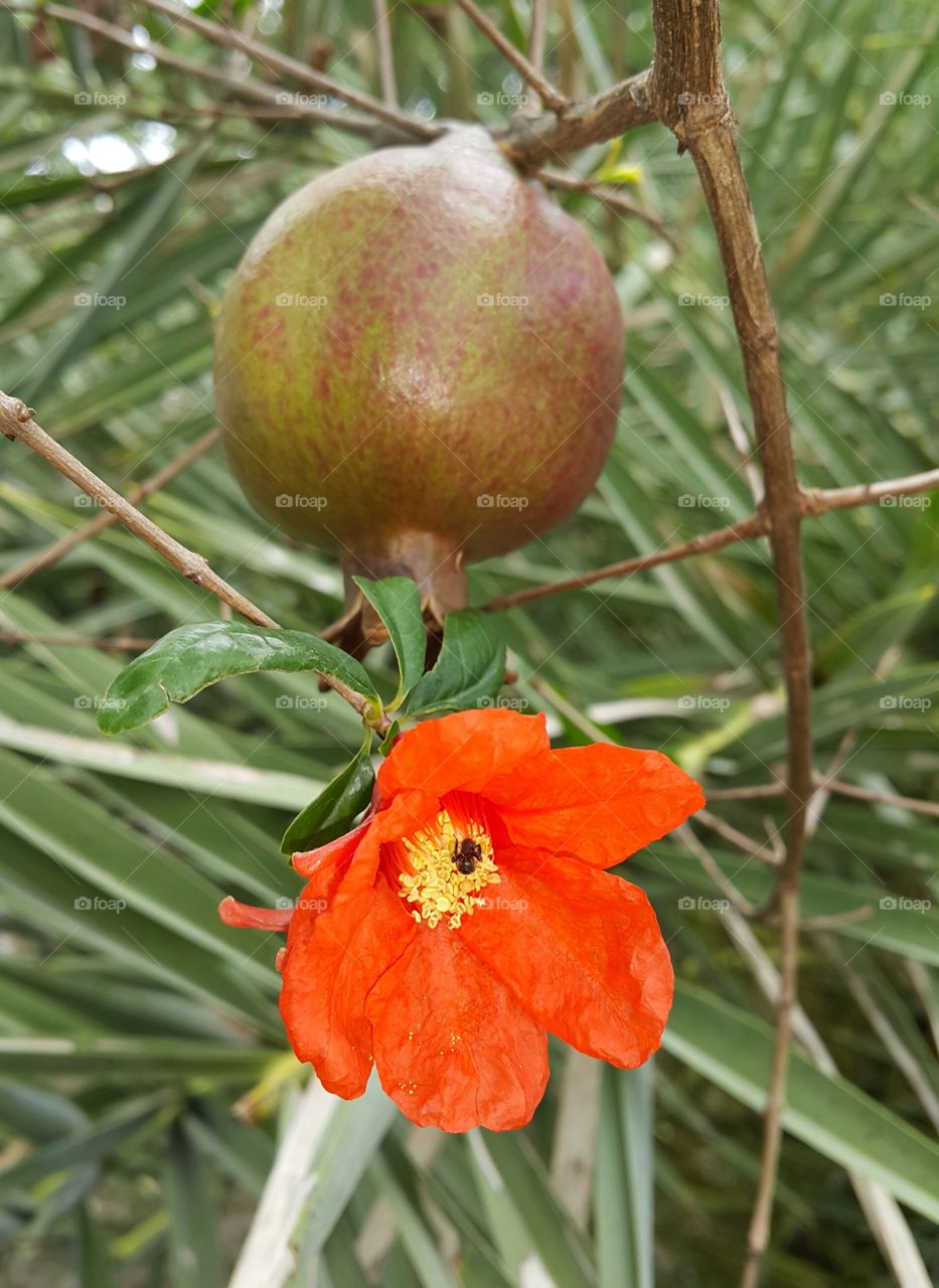 Pomegranate