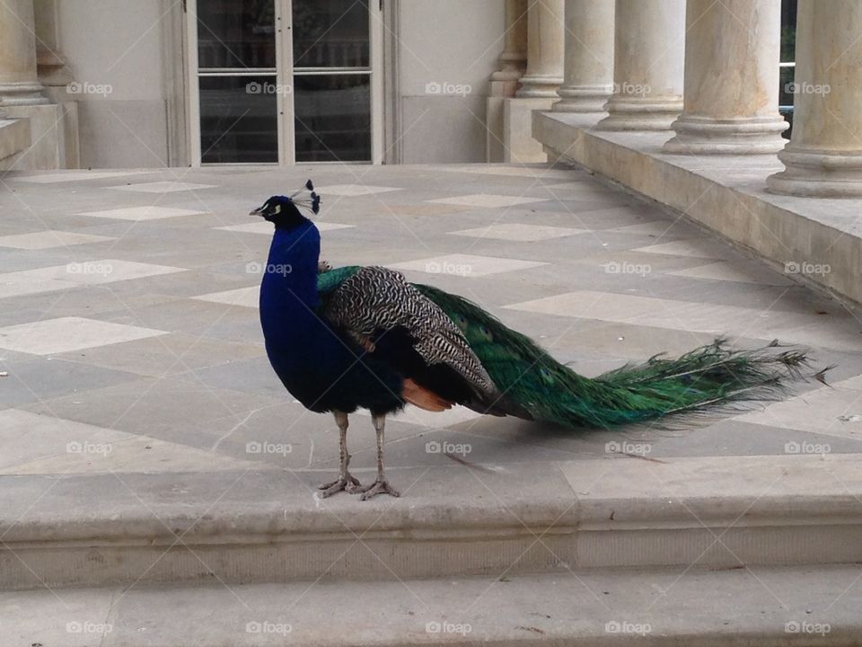 Bird, Exhibition, Peacock, No Person, Outdoors