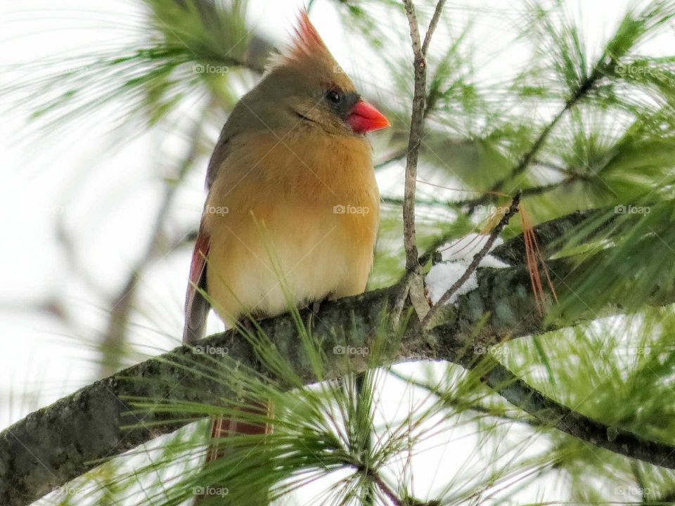 Female Cardinal on fir tree