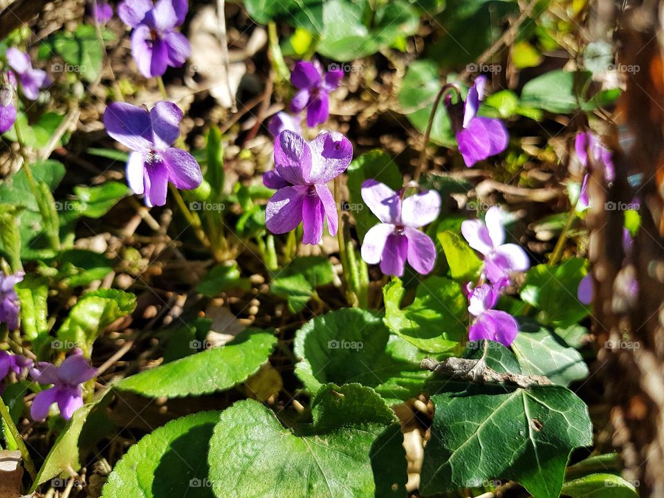 flowers