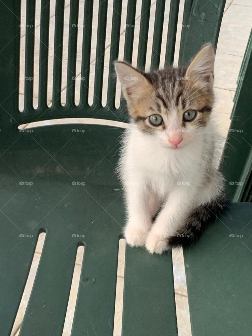 A little white and brown kitten,maybe a little black too on a green plastic chair and he has a really cute facial expression.So cute