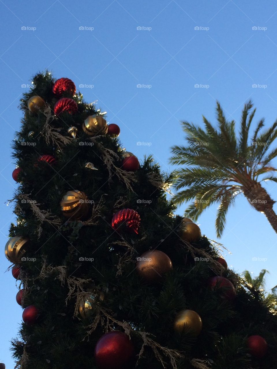 Christmas Tree and Palm Tree 